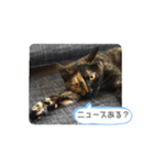 クールな眼力(さび猫ちゃん)（個別スタンプ：3）