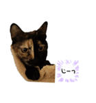 クールな眼力(さび猫ちゃん)（個別スタンプ：4）