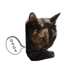 クールな眼力(さび猫ちゃん)（個別スタンプ：5）