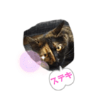 クールな眼力(さび猫ちゃん)（個別スタンプ：6）
