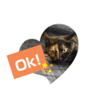 クールな眼力(さび猫ちゃん)（個別スタンプ：7）