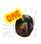 クールな眼力(さび猫ちゃん)（個別スタンプ：9）