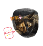 クールな眼力(さび猫ちゃん)（個別スタンプ：10）