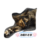 クールな眼力(さび猫ちゃん)（個別スタンプ：11）
