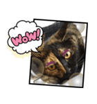 クールな眼力(さび猫ちゃん)（個別スタンプ：13）