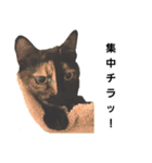 クールな眼力(さび猫ちゃん)（個別スタンプ：14）