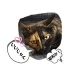 クールな眼力(さび猫ちゃん)（個別スタンプ：16）