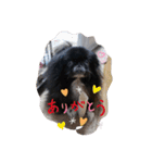 ココア＆チャッピ2（個別スタンプ：8）