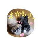 ココア＆チャッピ2（個別スタンプ：9）