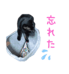 ルシ子のスタンプ に（個別スタンプ：31）
