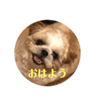 毎日まるポン（個別スタンプ：4）