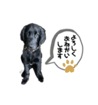 フラットコーテッド ジル（個別スタンプ：8）