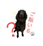 フラットコーテッド ジル（個別スタンプ：10）