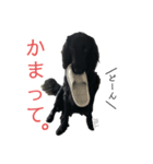 フラットコーテッド ジル（個別スタンプ：14）