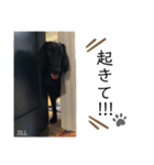 フラットコーテッド ジル（個別スタンプ：16）