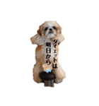 日々まるちゃん10（個別スタンプ：1）