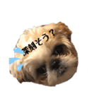 日々まるちゃん10（個別スタンプ：7）