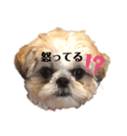 日々まるちゃん10（個別スタンプ：10）