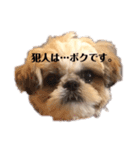 日々まるちゃん10（個別スタンプ：11）
