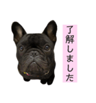うちのバイエス2（個別スタンプ：2）