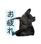 うちのバイエス2（個別スタンプ：5）