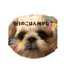 日々まるちゃん13（個別スタンプ：1）