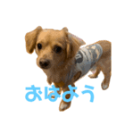おいぬさんとおデブ（個別スタンプ：8）