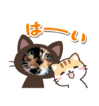 三毛猫コロンちゃん♪（個別スタンプ：2）