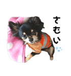 可愛いチワワのぴーたん⑥（個別スタンプ：38）