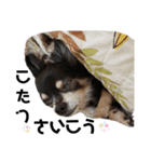 可愛いチワワのぴーたん⑥（個別スタンプ：39）