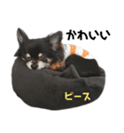 可愛いチワワのぴーたん⑥（個別スタンプ：40）