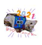 みるくここあ！のスタンプ3（個別スタンプ：1）