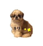 日々まるちゃん15（個別スタンプ：2）