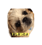 日々まるちゃん15（個別スタンプ：12）