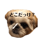 日々まるちゃん15（個別スタンプ：15）