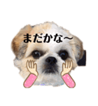 日々まるちゃん15（個別スタンプ：16）