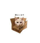 白猫のなむ2（個別スタンプ：30）