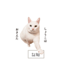 白猫のなむ2（個別スタンプ：38）