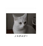 白猫のなむ2（個別スタンプ：40）