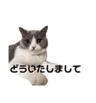ニャンキーズ（個別スタンプ：3）