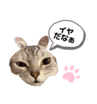 ニャンキーズ（個別スタンプ：9）