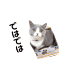 ニャンキーズ（個別スタンプ：10）