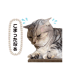 ニャンキーズ（個別スタンプ：14）