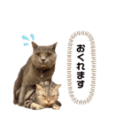ニャンキーズ（個別スタンプ：16）