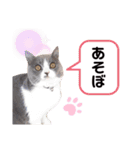 ニャンキーズ（個別スタンプ：17）