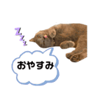 ニャンキーズ（個別スタンプ：19）