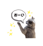 ニャンキーズ（個別スタンプ：23）