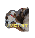 フレンチブルドッグ  感謝の気持ち・エール（個別スタンプ：5）
