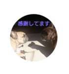 フレンチブルドッグ  感謝の気持ち・エール（個別スタンプ：7）