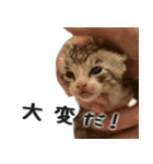 さんびきのこねこ その2（個別スタンプ：9）